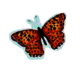 Schmetterling